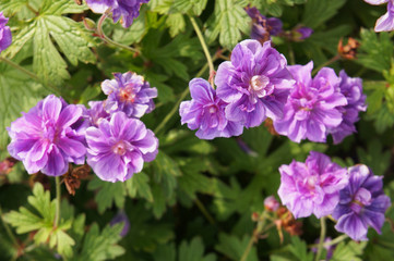 Geranium himalayense plenum birch double purple flowers soft focus