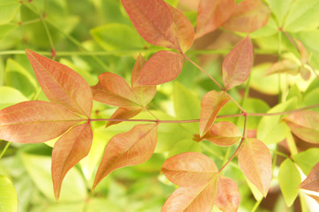 Nandina domestica or heavenly bamboo or sacred bamboo red leaves 