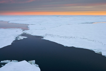 Penguins on the pack ice off Paulet island at dusk, Antarctic Sound, Antarctica © Enrique