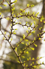 New stems of larch tree in sunlight