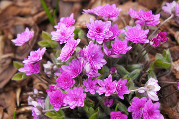 Hepatica nobilis rosea plena  pink flowers