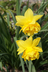 Two yellow narcissus flowers with green