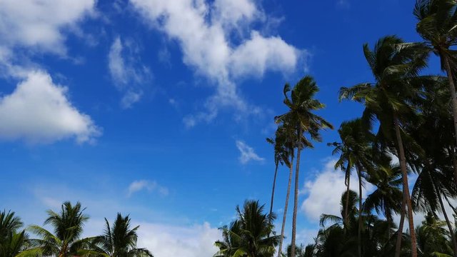 A video showing movement of cumulus clouds above palm trees. Presented in real time.
