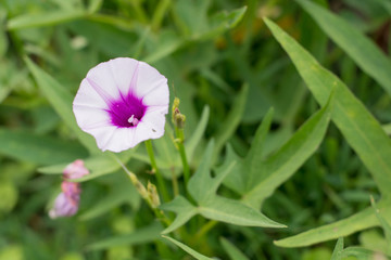 Fototapeta na wymiar Purple flower sweet potato background