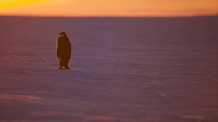 Fototapeta na wymiar Emperor Penguin (Aptenodytes forsteri), Weddel Sea, Antarctica