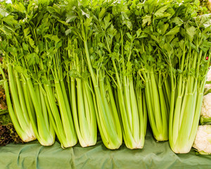 Green celery at the market