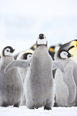 Emperor Penguin (Aptenodytes forsteri), chick at Snow Hill Island, Weddel Sea, Antarctica