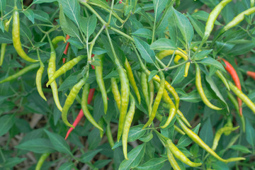 green chilies growing in a vegetable garden. Ready for harvest.