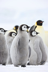 Emperor Penguin (Aptenodytes forsteri), chick at Snow Hill Island, Weddel Sea, Antarctica