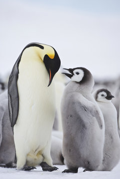 Emperor Penguin (Aptenodytes forsteri) greeting its chick, colony at Snow Hill Island, Weddel Sea, Antarctica