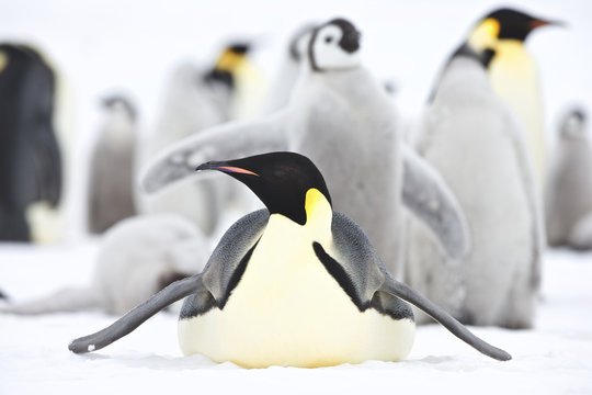 Emperor Penguin (Aptenodytes forsteri), adult toboganing at Snow Hill Island, Weddel Sea, Antarctica