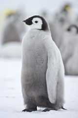 Emperor Penguin (Aptenodytes forsteri) chick at Snow Hill Island, Weddel Sea, Antarctica