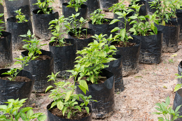 Small chilli plant in black plastic bag