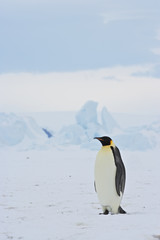 Fototapeta premium Emperor Penguin (Aptenodytes forsteri) at Snow Hill Island, Weddel Sea, Antarctica