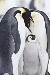 Emperor Penguin (Aptenodytes forsteri) pair feeding chick at Snow Hill Island, Weddel Sea, Antarctica