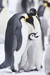 Emperor Penguin (Aptenodytes forsteri) pair feeding chick at Snow Hill Island, Weddel Sea, Antarctica