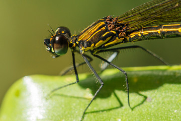 Close up dragonfly