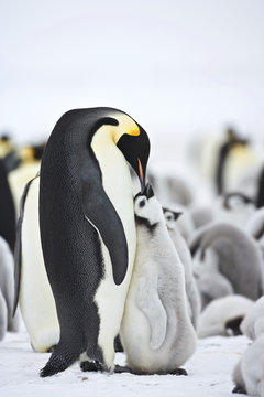 Emperor Penguin (Aptenodytes forsteri) with chick at Snow Hill Island, Weddel Sea, Antarctica