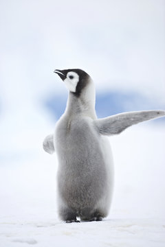 Emperor Penguin (Aptenodytes forsteri) chick at Snow Hill Island, Weddel Sea, Antarctica