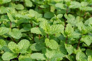 Green peppermint leaves background