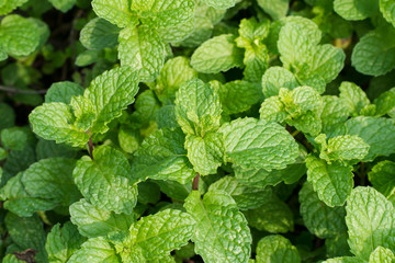 Green peppermint leaves background