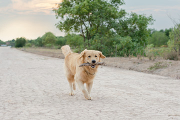 golden retriever playing outdoor with wooden stick