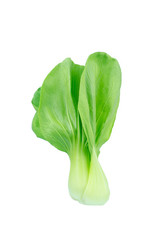 Bok choy (chinese cabbage) isolated on white