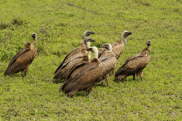 Fototapeta premium Vultures of Serengeti