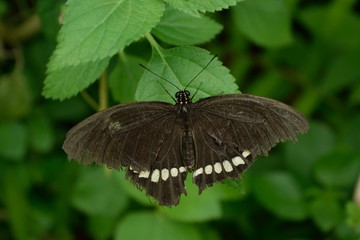 Obraz premium 真上から見たシロオビアゲハ 