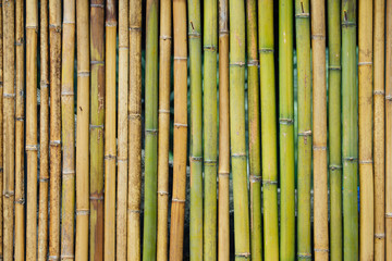 Bamboo fence.