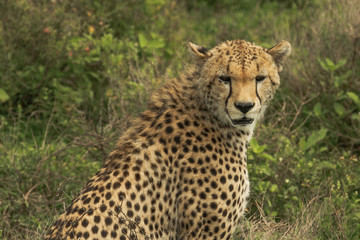 Naklejka na ściany i meble Cheetah in Serengeti