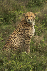 Cheetah in Serengeti