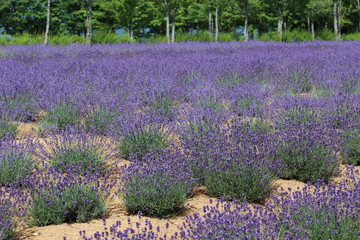 ラベンダーの花