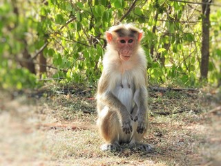 Beautiful Monkey in Green Forest