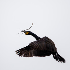 Flying Osprey
