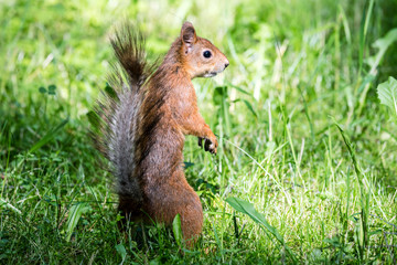 Naklejka na ściany i meble funny little red squirrel standing in green grass in search of food