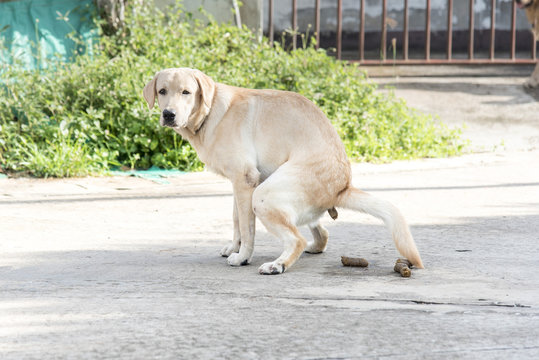Good weather is sunny Labrador retriever pooing on street