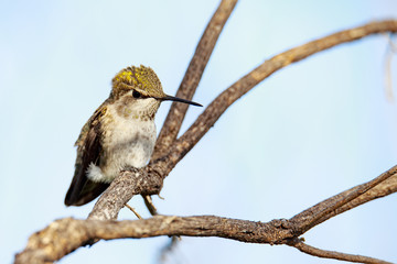 Cute Hummingbird