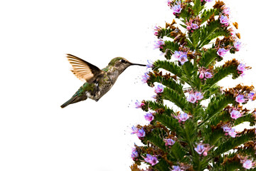 Fototapeta na wymiar Cute Hummingbird