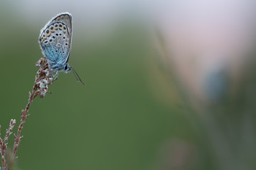 Brownie butterfly resting on dry heather