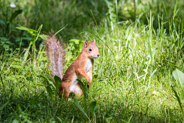 cute red squirrel standing in green grass in summer park closeup