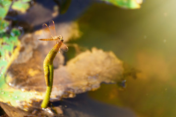 Dragonfly resting on lotus flower in the garden, insects dragonfly, Dragonfly in blurred nature background.