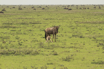 Great Migration of Serengeti