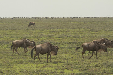 Naklejka na ściany i meble Great Migration of Serengeti