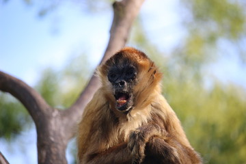 Singe qui baille