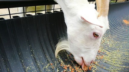 かわいい動物　山羊