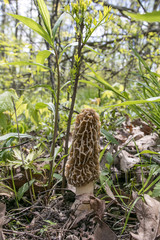 morel hunt