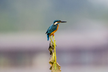Kingfisher
