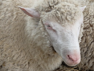 Sheep breed - Soviet. Siberian agrotechnical exhibition-fair 