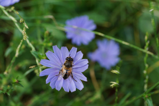 Macro brown striped flower fly on a blue chicory flower